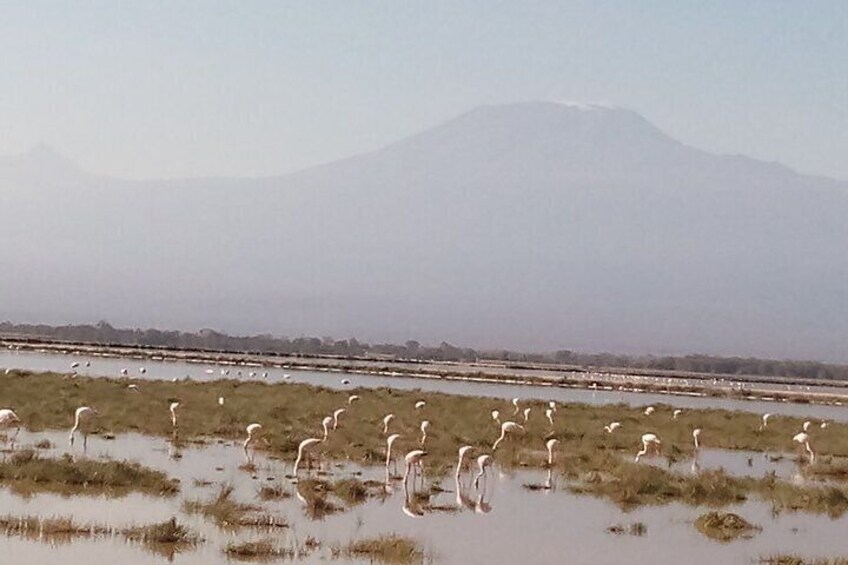 Have this Rare Photo of Pink Flamingoes who are the Newest Visitors with Mt. Kilimanjaro in Amboseli NP.