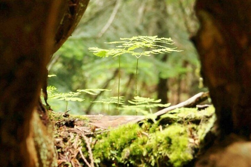 The Coastal Temperate Rainforest