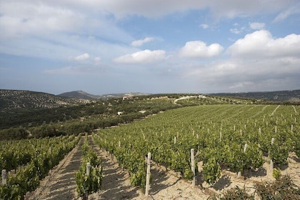 Privat vin- och matparning på Silva Winery (10 etiketter)