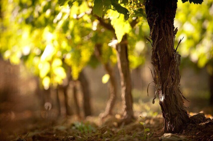 Transfer Service to Wineries in Heraklion Region 