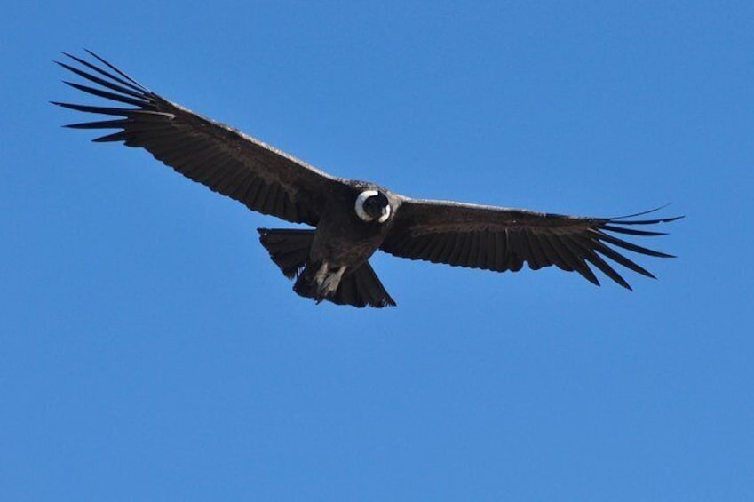 Photo Discovering Condors & Birdwatching - Full Day Tour in Private Service