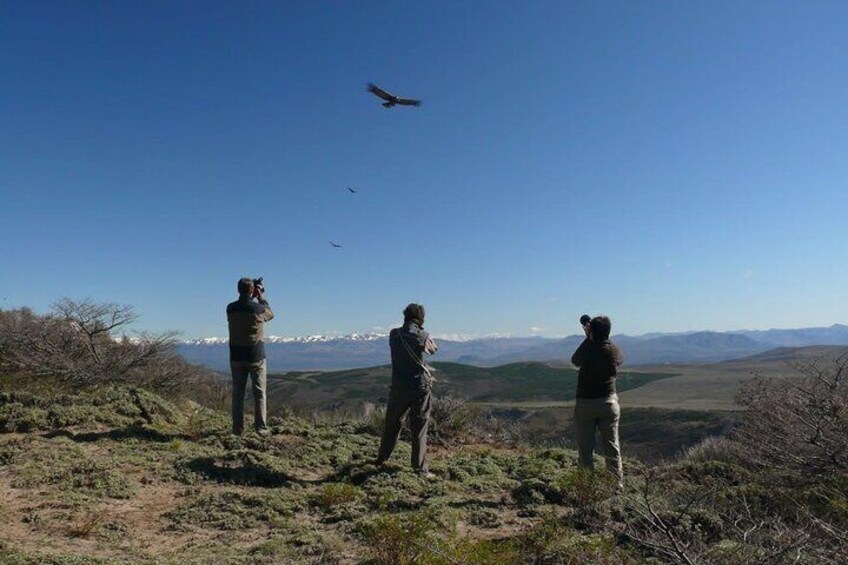 Photo Discovering Condors & Birdwatching - Full Day Tour in Private Service