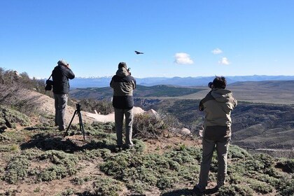 Photo Discovering Condors & Birdwatching - Full Day Tour in Private Service