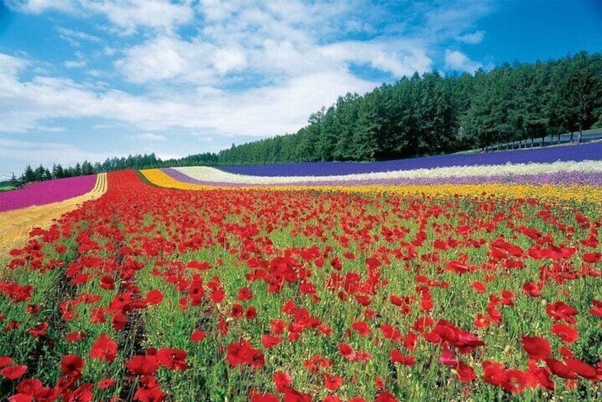 Furano & Biei All Must-Sees Private Chauffeur Half-day Tour with a Driver