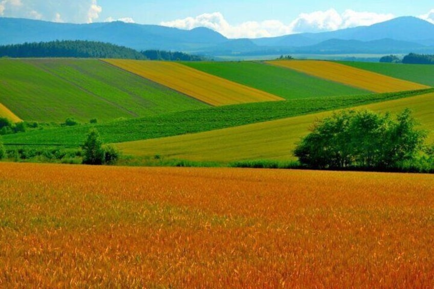 Furano/Biei Private Taxi Half-Day Tour with English Driver