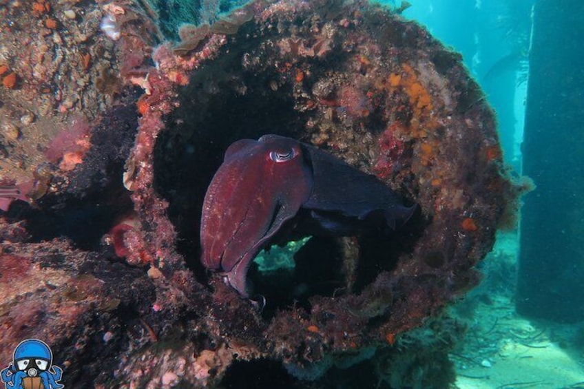 PADI Open Water Course