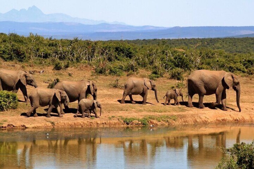 4 Days Kruger National Park Safari Tour