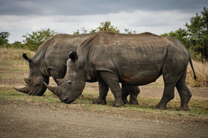 4 Days Kruger National Park Safari Tour