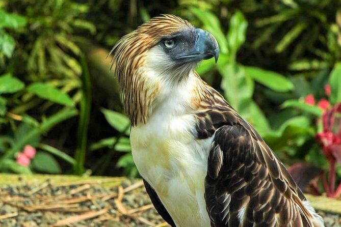 Davao City Tour W/ Philippine Eagle