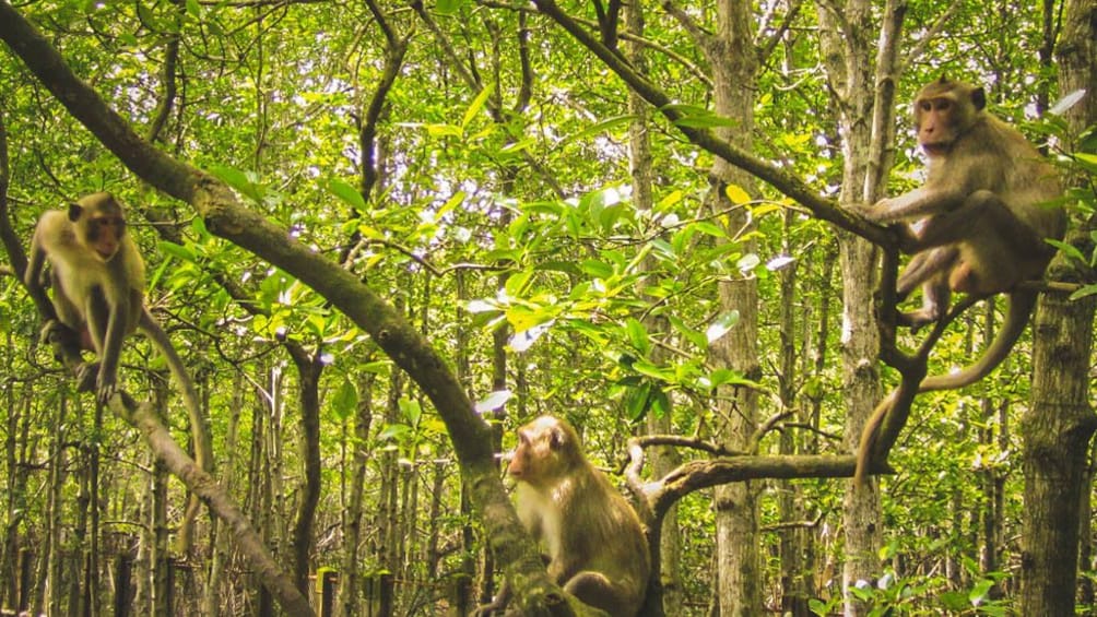 Primates sitting in tropical trees in green forest.
