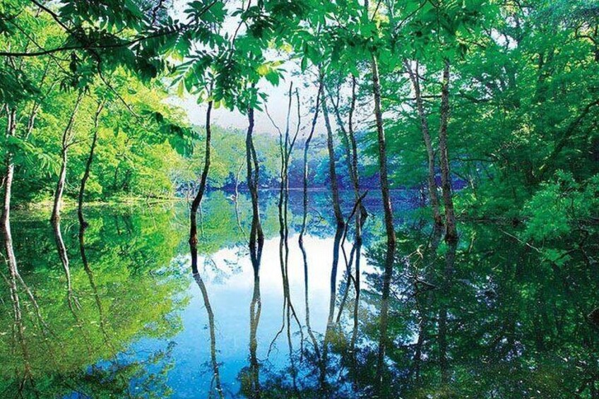 Shirakami Sanchi Day Hike with Government-Licensed Guide