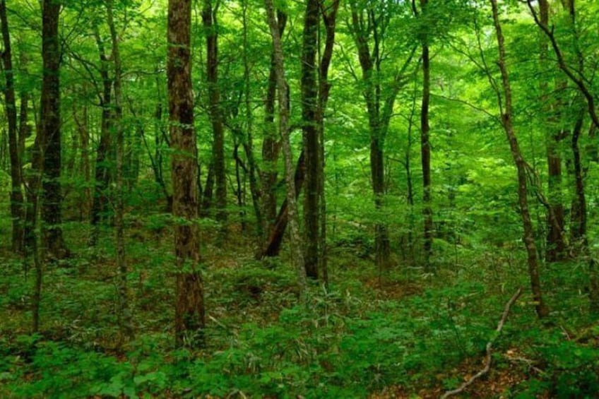 Shirakami Sanchi Day Hike with Government-Licensed Guide
