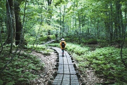 Shirakami Sanchi Day Hike with Government-Licensed Guide