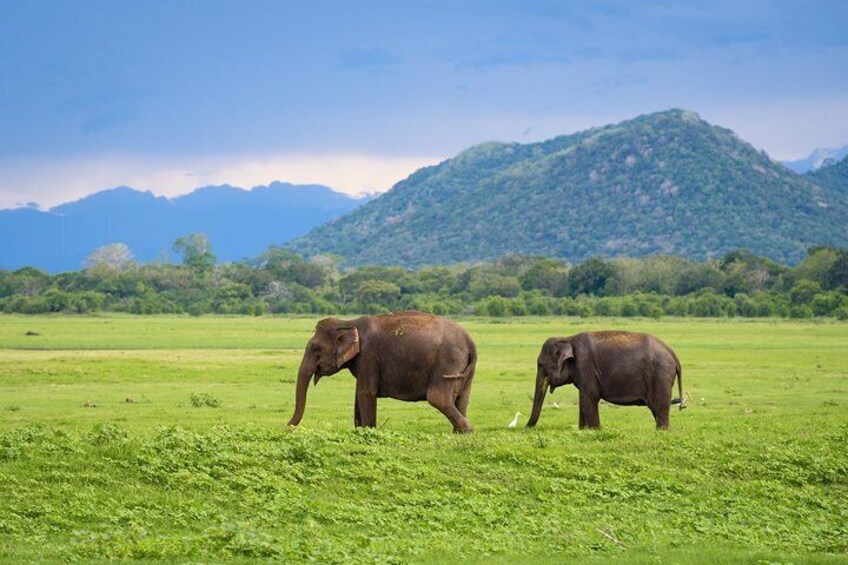 Kandy to Trincomalee Shuttle & Safari Drive