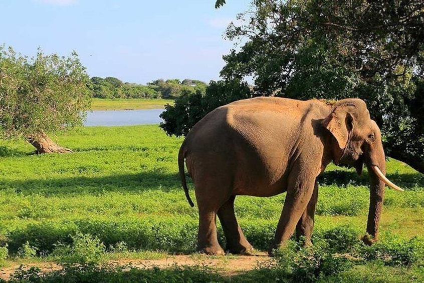 Yala National Park Safari Tour from Ella