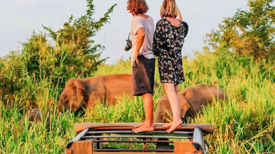 Ella to Mirissa Shuttle & Safari Drive