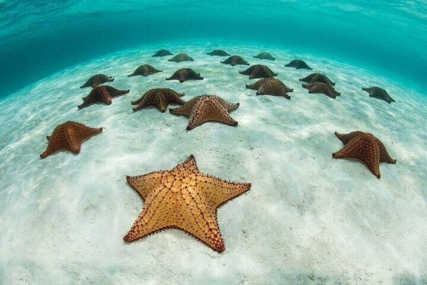 Starfishes