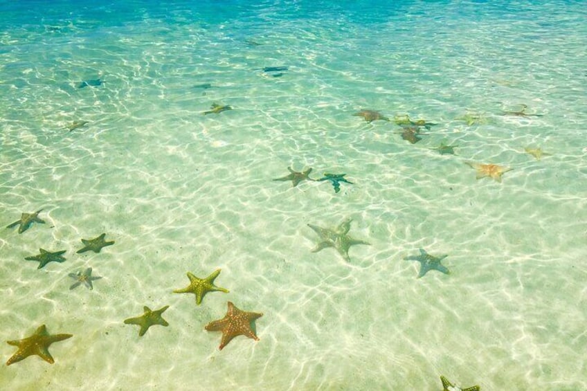 Starfishes