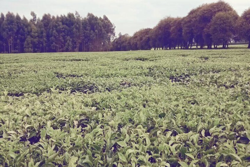 Tea Plantation in Kericho, it is the Biggest Kenyan Export in the World.