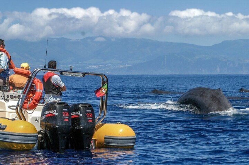 Full-Day Whales & The Princess Ring Islet (incl. Lunch)