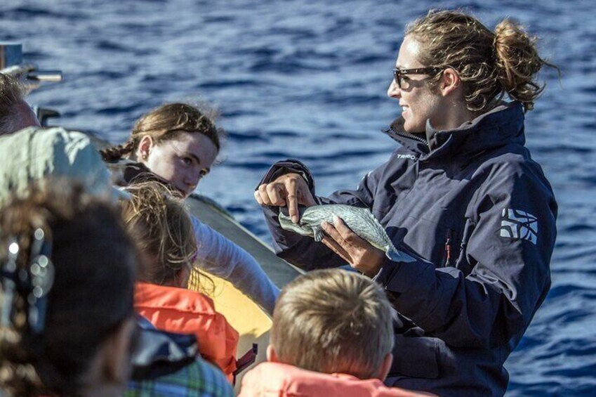 Full-Day Whales & The Princess Ring Islet (incl. Lunch)