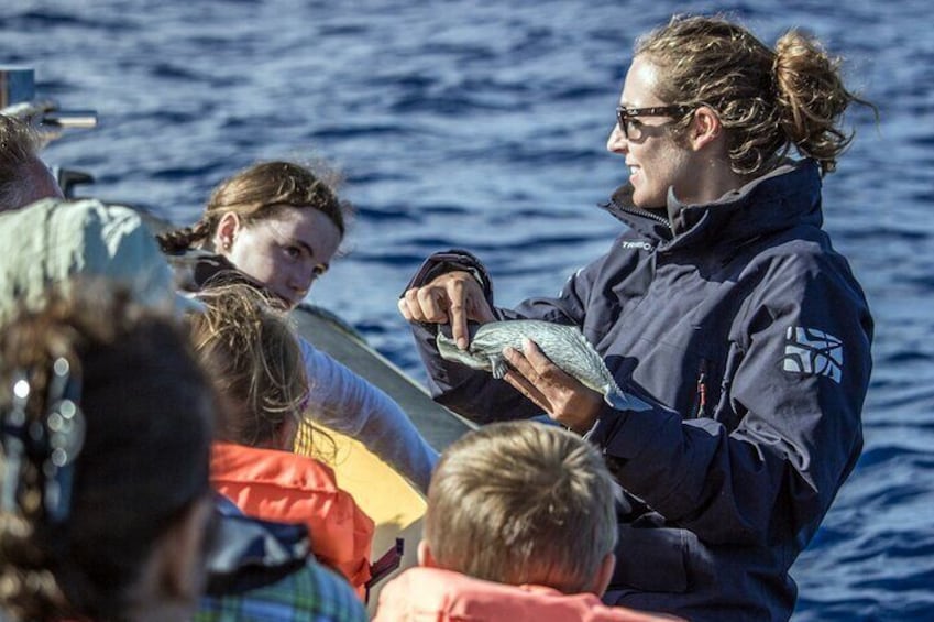 Full-Day Whales & The Princess Ring Islet (incl. Lunch)
