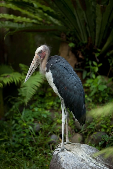 Bali Bird Park