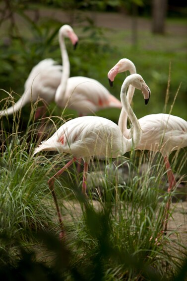 Bali Bird Park