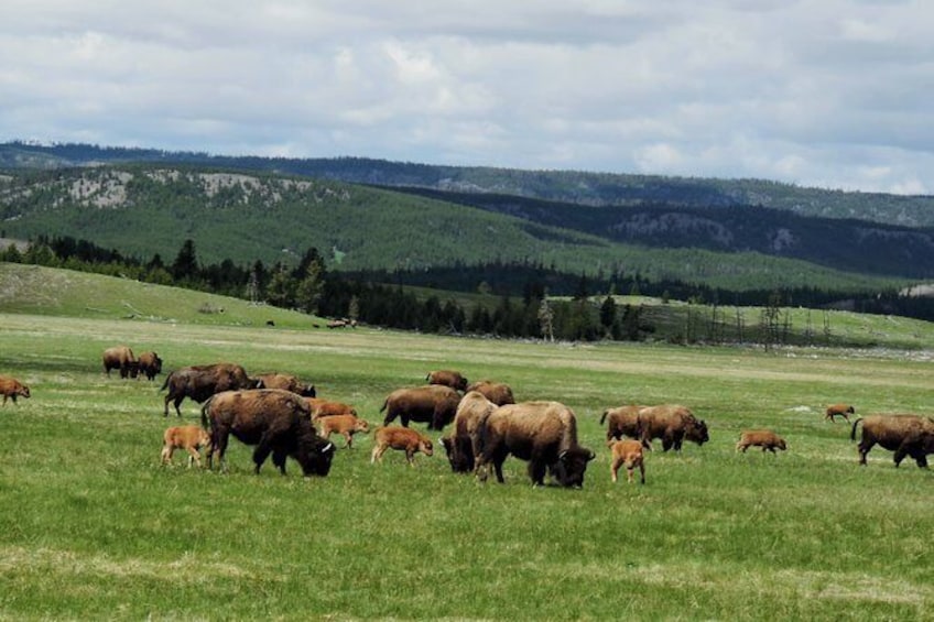Show item 1 of 11. Full Day Yellowstone Step-on Guide Experience: Backseat Guider