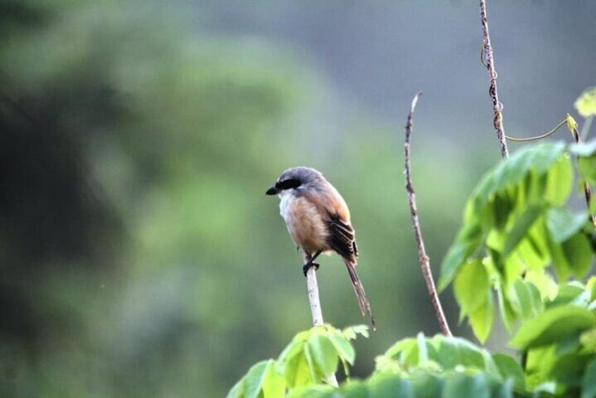 Private Tour of Butterfly Sanctuary and Spice Plantation