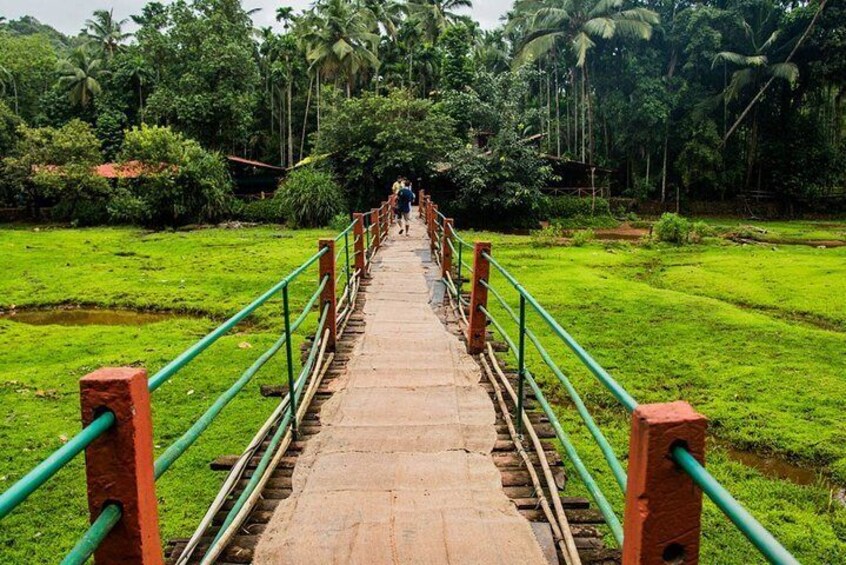 Private Tour of Butterfly Sanctuary and Spice Plantation