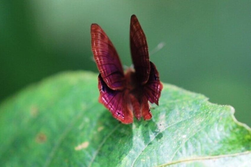 Private Tour of Butterfly Sanctuary and Spice Plantation