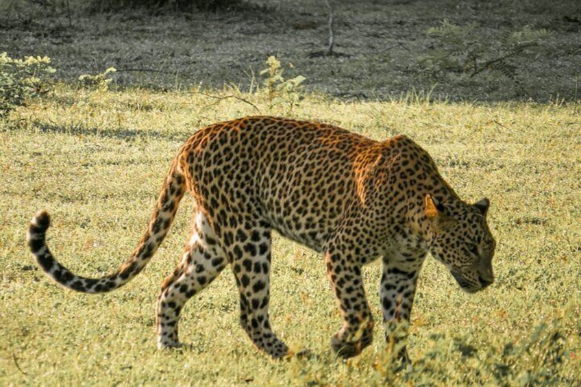 Yala National Park Entrance Ticket