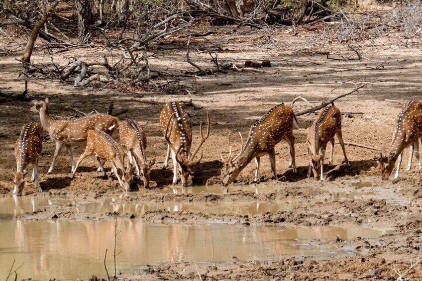 Yala National Park Entrance Ticket