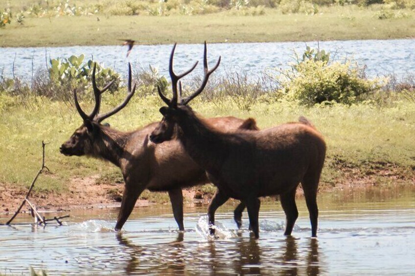 Yala National Park Entrance Ticket