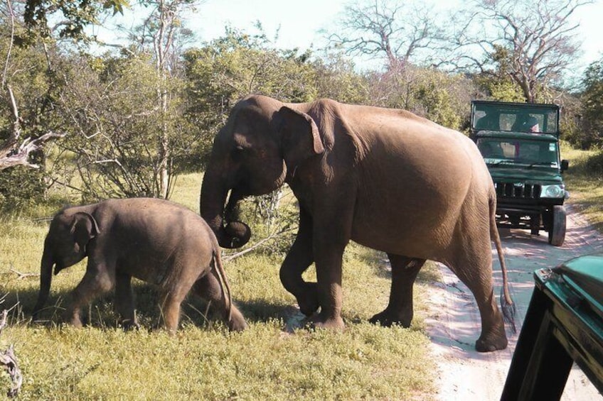 Yala National Park Entrance Ticket