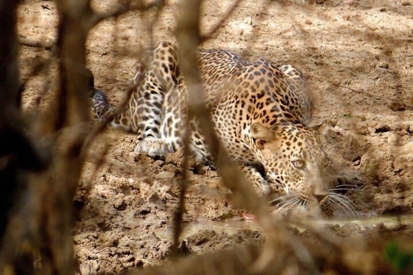 Yala National Park Entrance Ticket