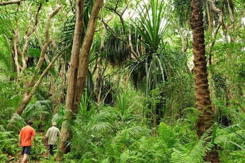 Jozani Forest National Park and Village Tour in Zanzibar