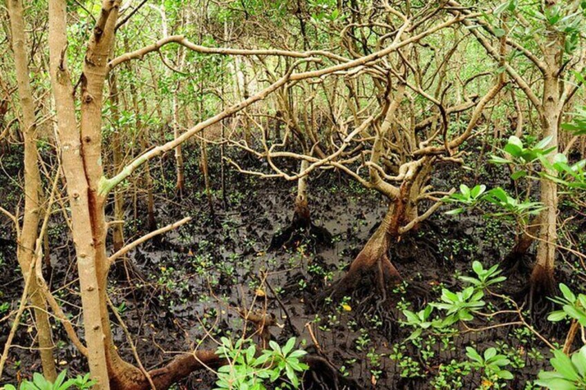 Jozani Forest National Park and Village Tour in Zanzibar