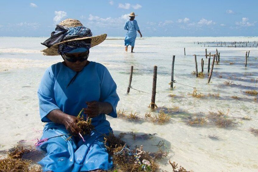 Jozani Forest National Park and Village Tour in Zanzibar