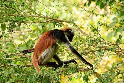 Jozani Forest, Village Tour and Mtende Beach Private Trip