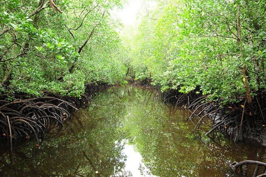 Jozani Forest National Park and Village Tour in Zanzibar