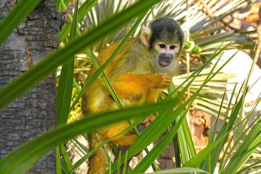 Primate ardilla 