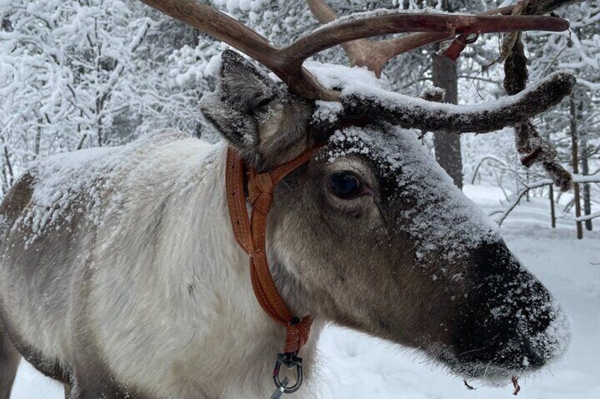Full-Day Reindeer Tour with Pickup in Kiruna