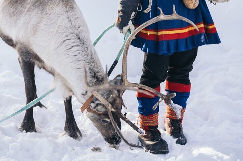 Full-Day Reindeer Tour with Pickup in Kiruna