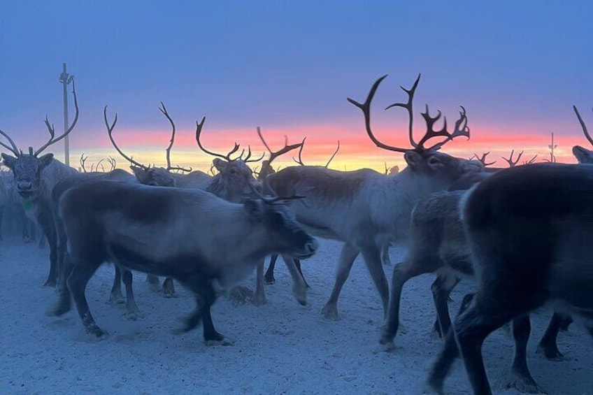 Full-Day Reindeer Tour with Pickup in Kiruna