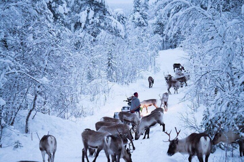 Reindeer herder feed his gold.
Photo: ode_a_la_photo