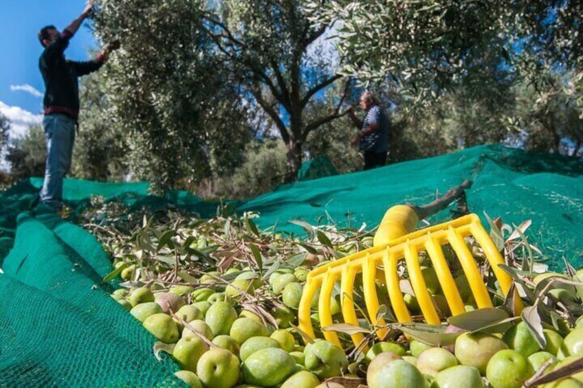 Olives harvesting