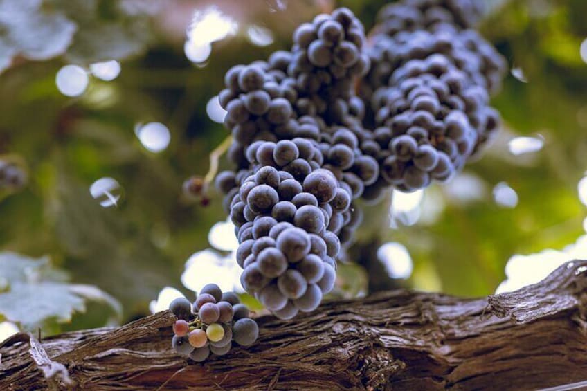 Ripe grapes ready to become wine