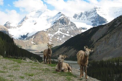 Canmore: Into the Rockies - 4hr Banff Wildlife Safari Drive & Short Walk